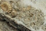Fossil Ammonites with Petrified Drift Wood - Dorset, England #279154-1